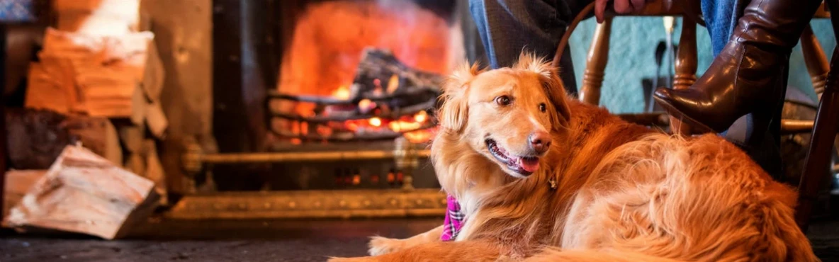 The Best Dog-Friendly Restaurants In Dublin